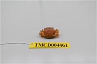 藏品(絨毛近方蟹)的圖片